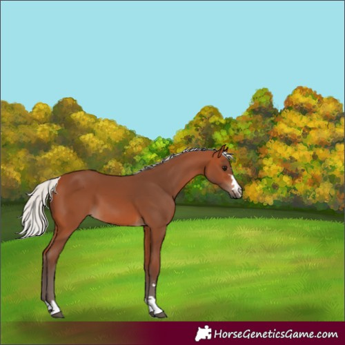 Horse Color:Silver Bay 