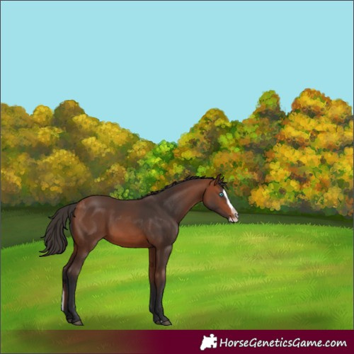 Horse Color:Bay Splash Frame Rabicano 