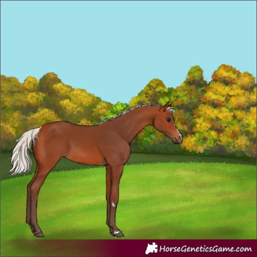 Horse Color:Silver Bay 