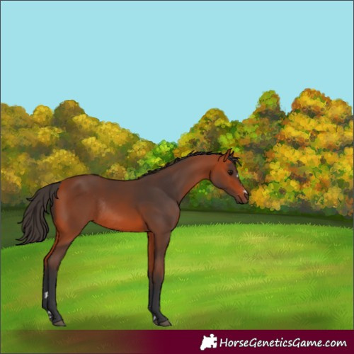 Horse Color:Bay Rabicano