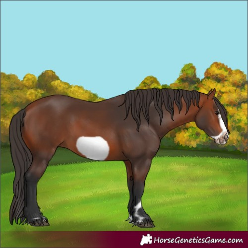 Horse Color:Bay Splash Frame Rabicano
