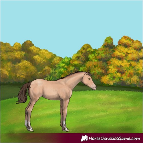 Horse Color:Amber Champagne  and Amber Champagne 