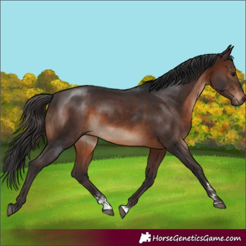 Horse Color:Brown Rabicano 