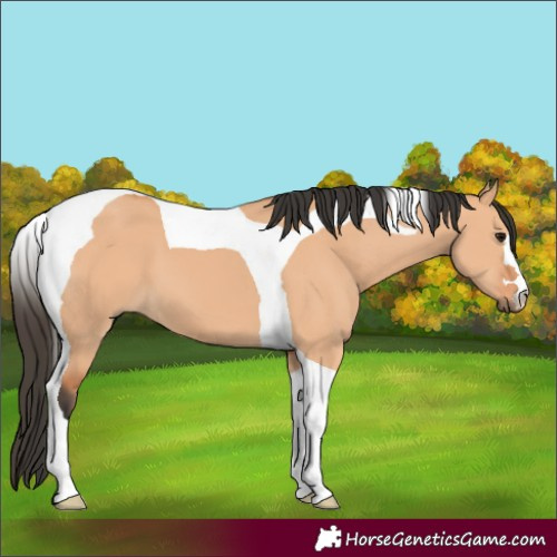 Horse Color:Bay Dun Tobiano 