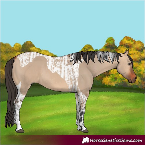 Horse Color:Bay Dun Tobiano  and Bay Dun Tobiano 