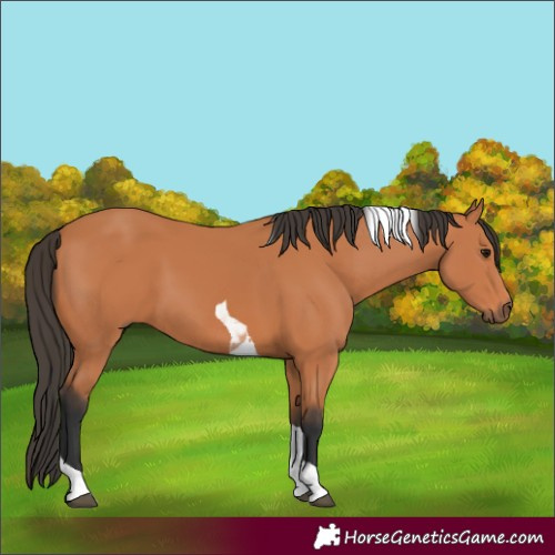 Horse Color:Bay Tobiano 