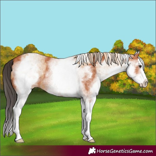 Horse Color:White Spotted Chestnut Splash  and White Spotted Bay Splash 