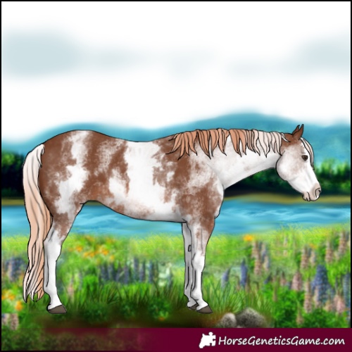 Horse Color:White Spotted Chestnut Splash