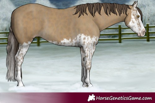Horse Color:Classic Cream Champagne Splash and Classic Cream Champagne Splash