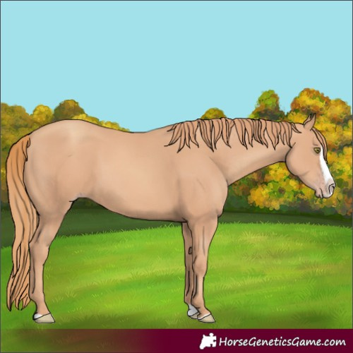 Horse Color:Gold Champagne Splash 