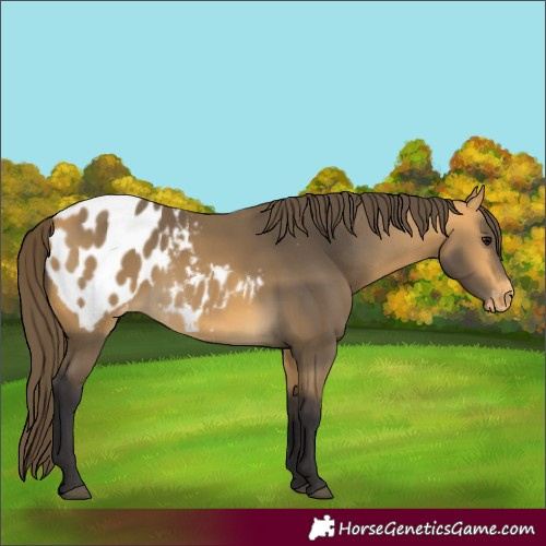 Horse Color:Buckskin Blanket 