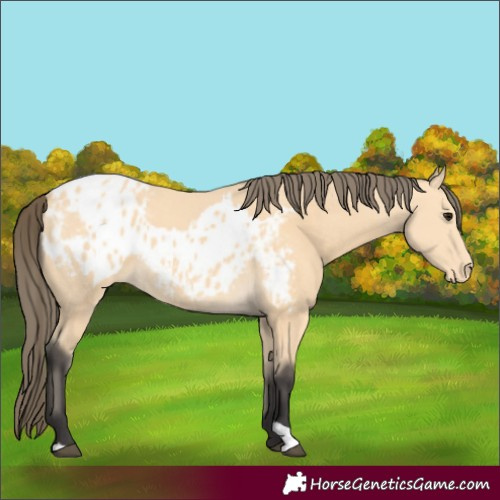 Horse Color:Buckskin Blanket and Buckskin Blanket