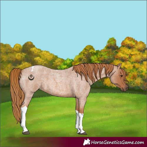Horse Color:Red Roan Tobiano