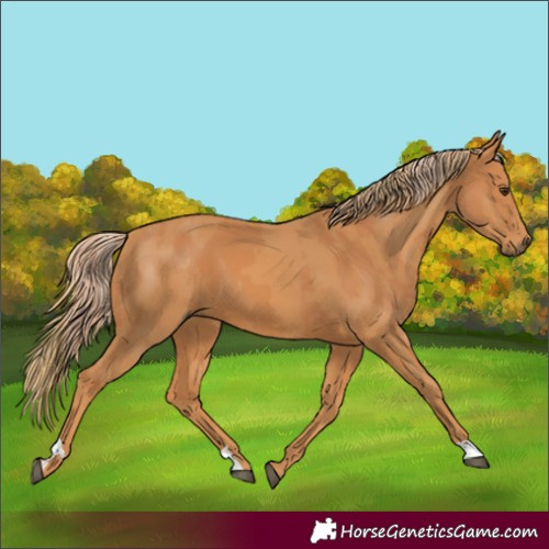 Horse Color:Chestnut and Chestnut