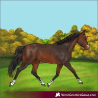 Horse Color:Brown and Bay