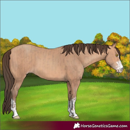 Horse Color:Amber Champagne  and Amber Champagne 