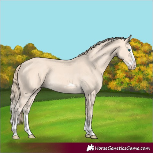 Horse Color:Perlino Splash Frame Rabicano