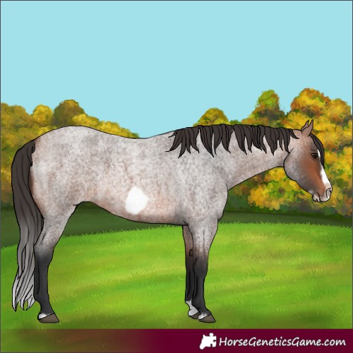 Horse Color:Bay Roan Splash Frame Rabicano 