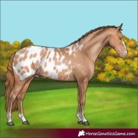 Horse Color:Bay Pearl Blanket 