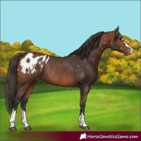 Horse Color:Bay Appaloosa Rabicano  and Bay Appaloosa Rabicano 