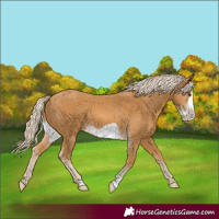 Horse Color:Palomino Frame 