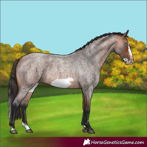 Horse Color:Bay Roan Splash Frame Rabicano
