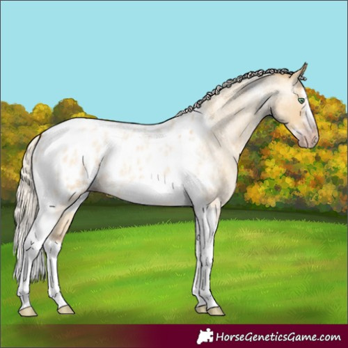 Horse Color:Gray Silver Amber Cream Champagne Roan Dun Splash Tobiano Frame Appaloosa Rabicano 