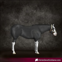 Horse Color:Black Splash