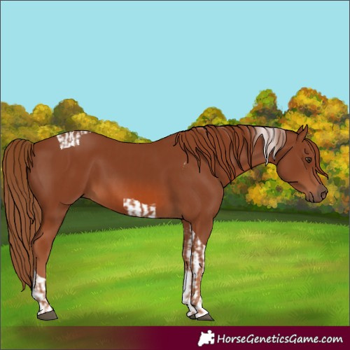 Horse Color:Chestnut  and Chestnut Tobiano 