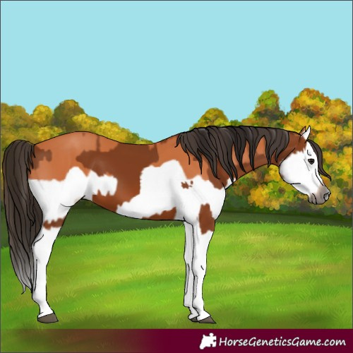 Horse Color:Gray Bay Splash Frame  and Bay Splash Frame 
