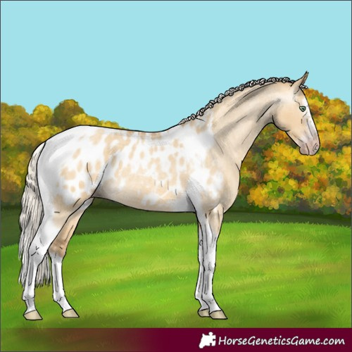 Horse Color:Gray Silver Amber Cream Champagne Roan Dun Splash Tobiano Frame Appaloosa Rabicano 