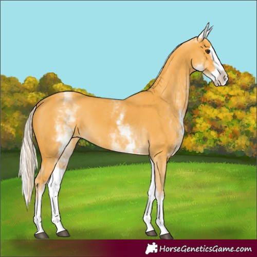 Horse Color:White Spotted Palomino Splash