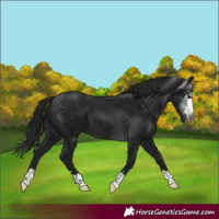Horse Color:Gray Black