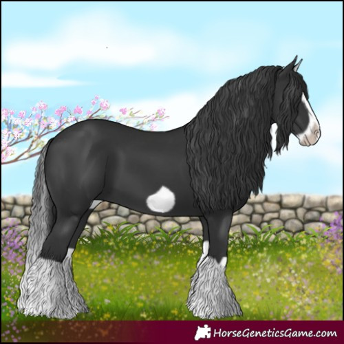 Horse Color:Black Splash Frame 