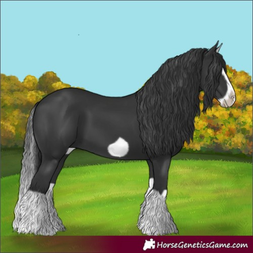 Horse Color:Black Splash Frame 