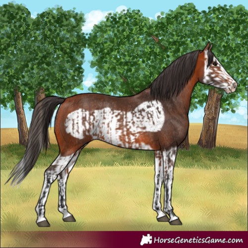 Horse Color:Bay Splash Frame Rabicano  and Bay Splash Frame Rabicano 