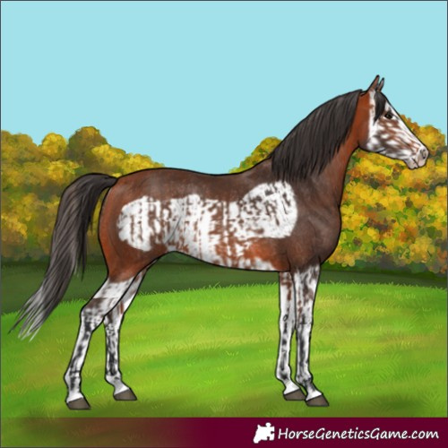Horse Color:Bay Splash Frame Rabicano and Bay Splash Frame Rabicano