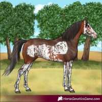 Horse Color:Bay Splash Frame Rabicano  and Bay Splash Frame Rabicano 