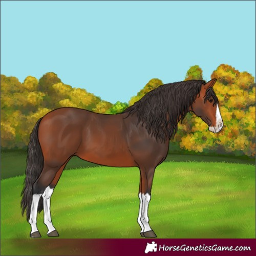 Horse Color:Bay Splash 