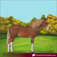 Horse Color:Chestnut Splash