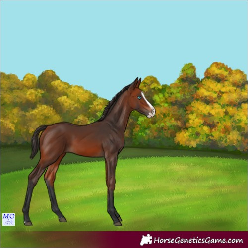 Horse Color:Bay Splash Rabicano 