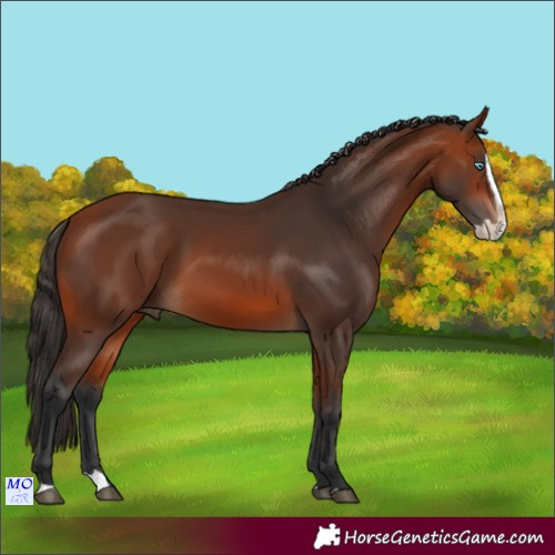 Horse Color:Bay Splash Rabicano 