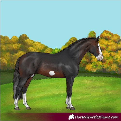Horse Color:Brown Splash Frame Rabicano