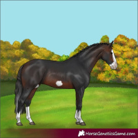 Horse Color:Brown Splash Frame Rabicano