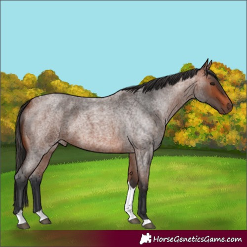 Horse Color:Bay Roan Tobiano 
