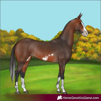 Horse Color:Bay Splash Frame Rabicano  and Bay Splash Frame Rabicano 
