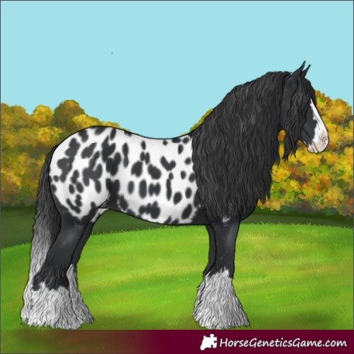 Horse Color:Black Splash Appaloosa 