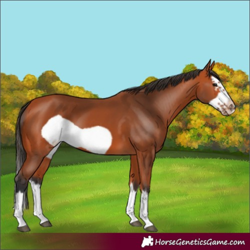 Horse Color:Bay Splash Frame 
