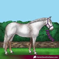 Horse Color:Gray Chestnut and Gray Chestnut