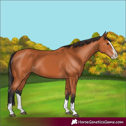 Horse Color:Bay Splash Frame 